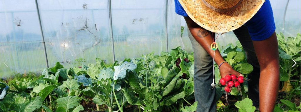 Launch of Urban Agriculture Magazine 40: Pathways towards resilient urban food systems