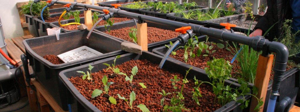 Entrepreneurship in Urban Agriculture