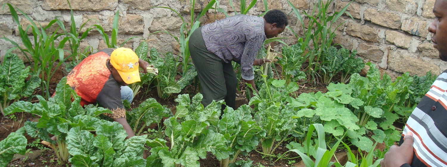 RUAF and EFUA expert discussions on urban agriculture