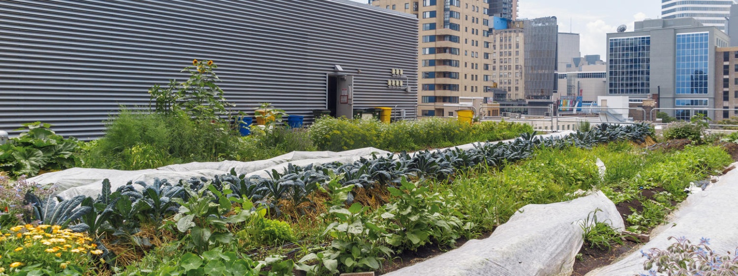 Urban agriculture: another way to feed cities