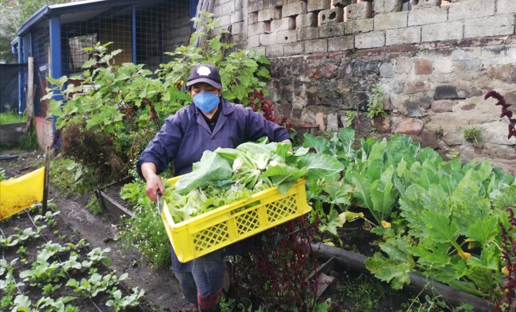 How Quito’s urban and peri-urban gardens contribute to the COVID-19 response