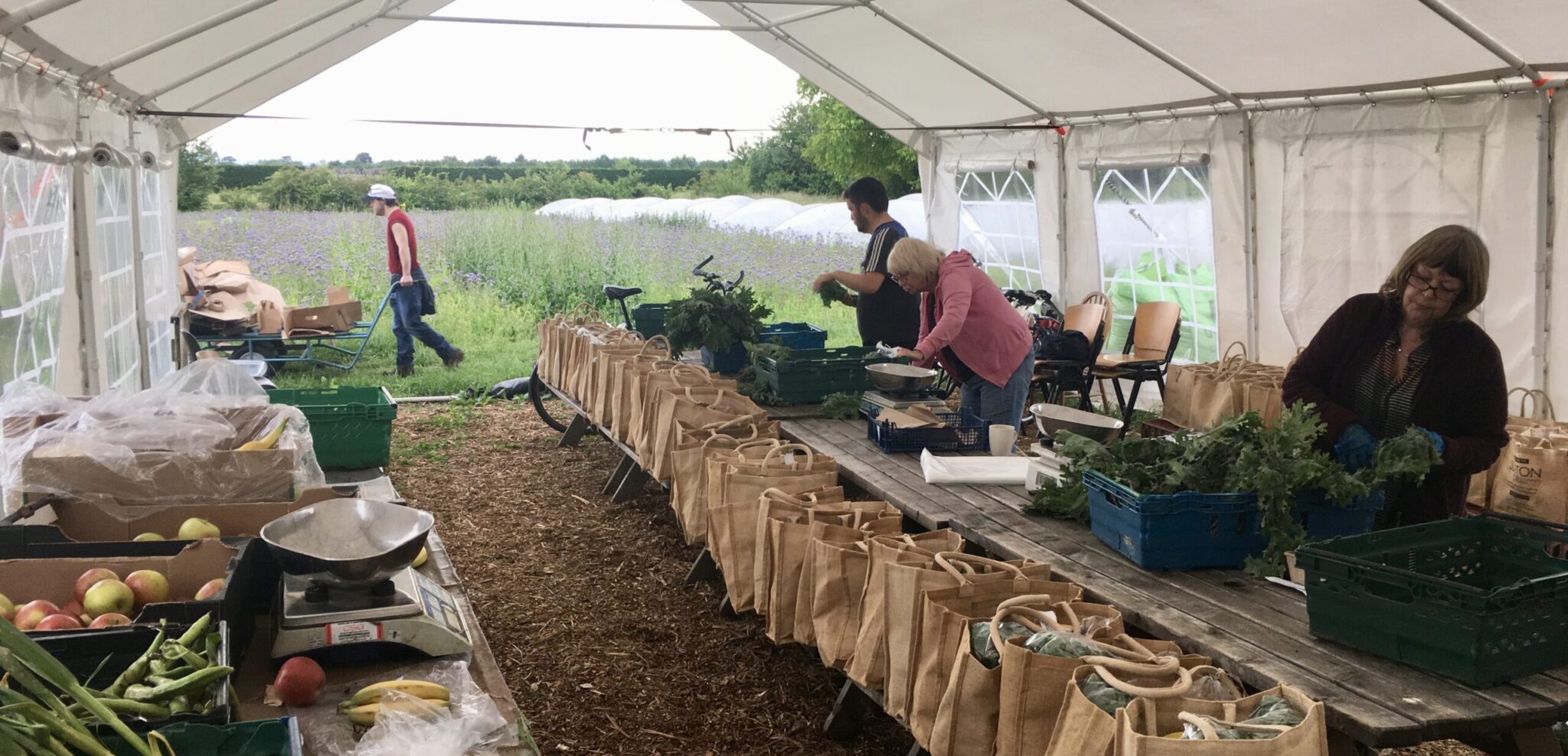 COVID19 a growing opportunity for community gardening in London