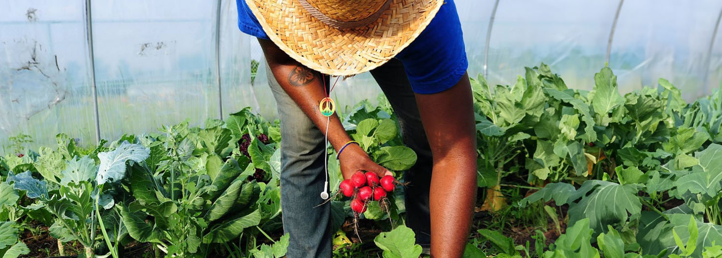 Launch of Urban Agriculture Magazine 40: Pathways towards resilient urban food systems