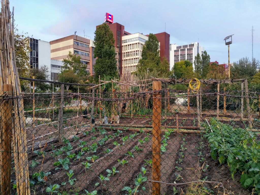 Policy brief: Enhancing international cooperation and development through Urban Agriculture (UA)