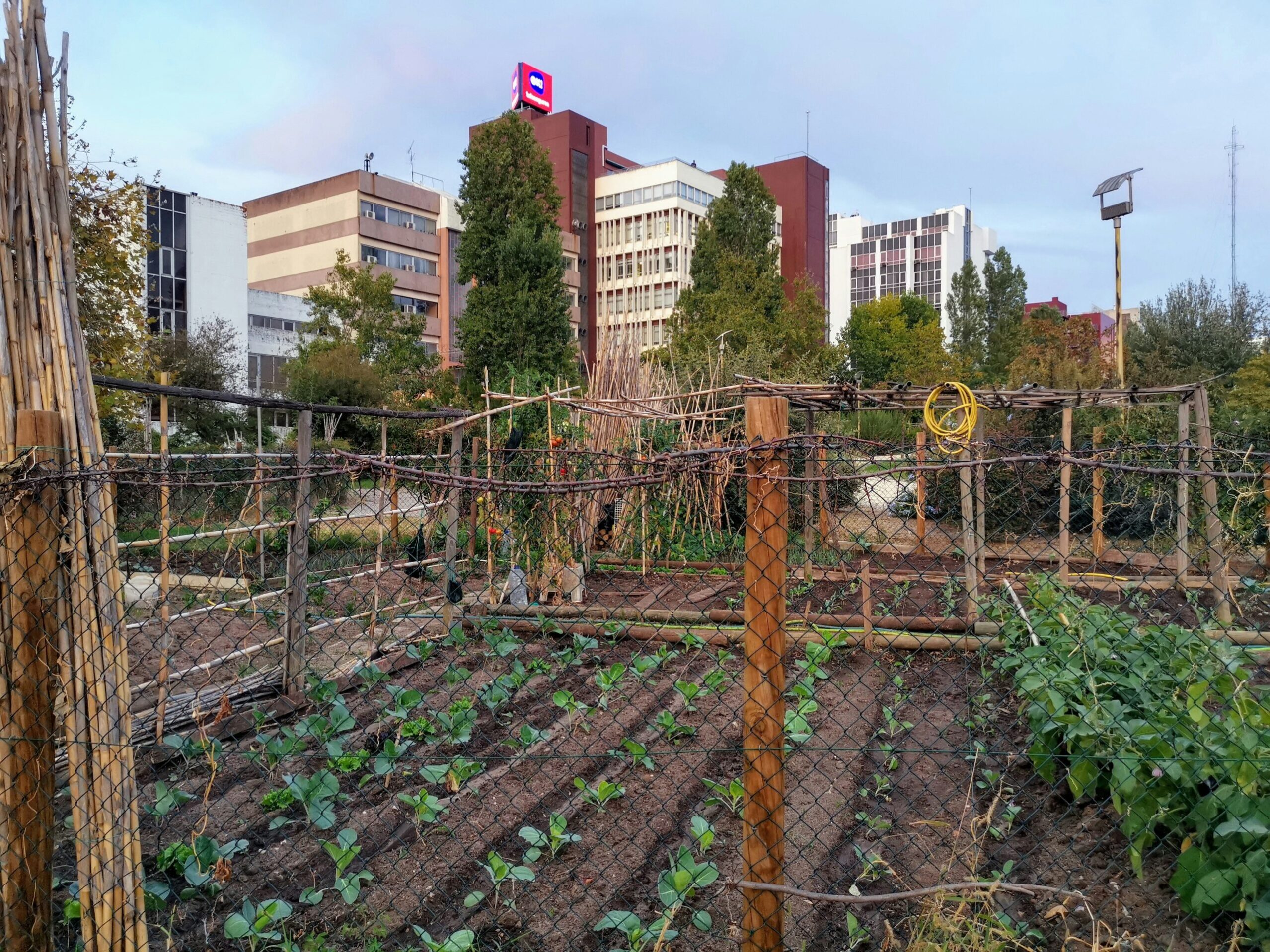 Policy brief: Enhancing international cooperation and development through Urban Agriculture (UA)