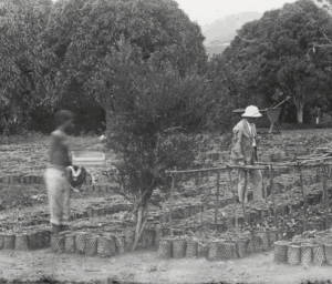 Cocoa and coffee field in the Etolower experimental garden in Cameroon in 1923. © P. Pascalet