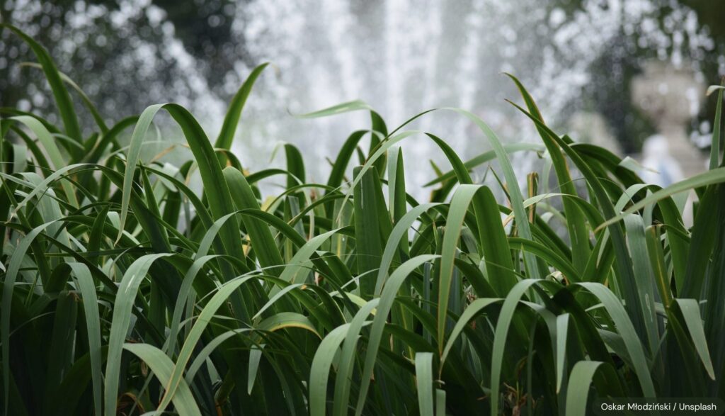 Opinion: Why the war-related fertilizer shortage does not tell the whole story on food security